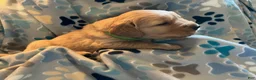 Golden Retriever dogs for sale: Green - Ad 1