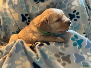 Golden Retriever dogs for sale: Green - Ad 1