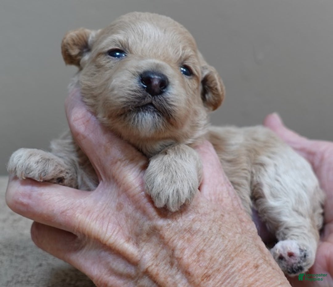 Toy Poodle dogs for sale: Ellie shimmering champagne - Ad 6