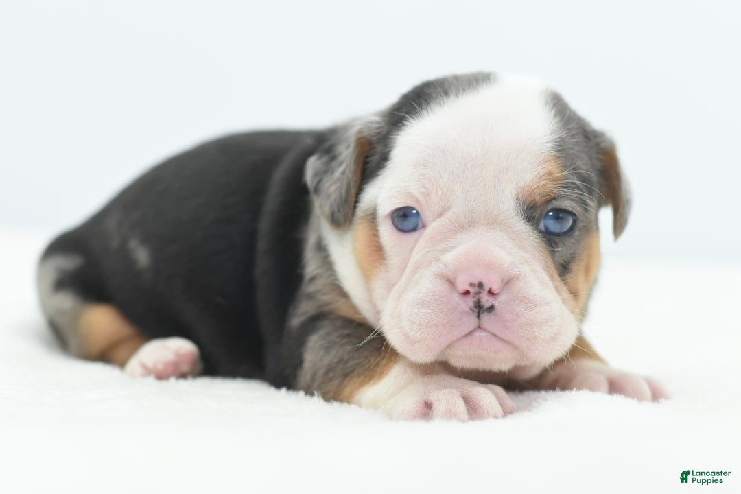 Mixed Breed dogs for sale: Rosie Merle koi pattern  - Ad 8