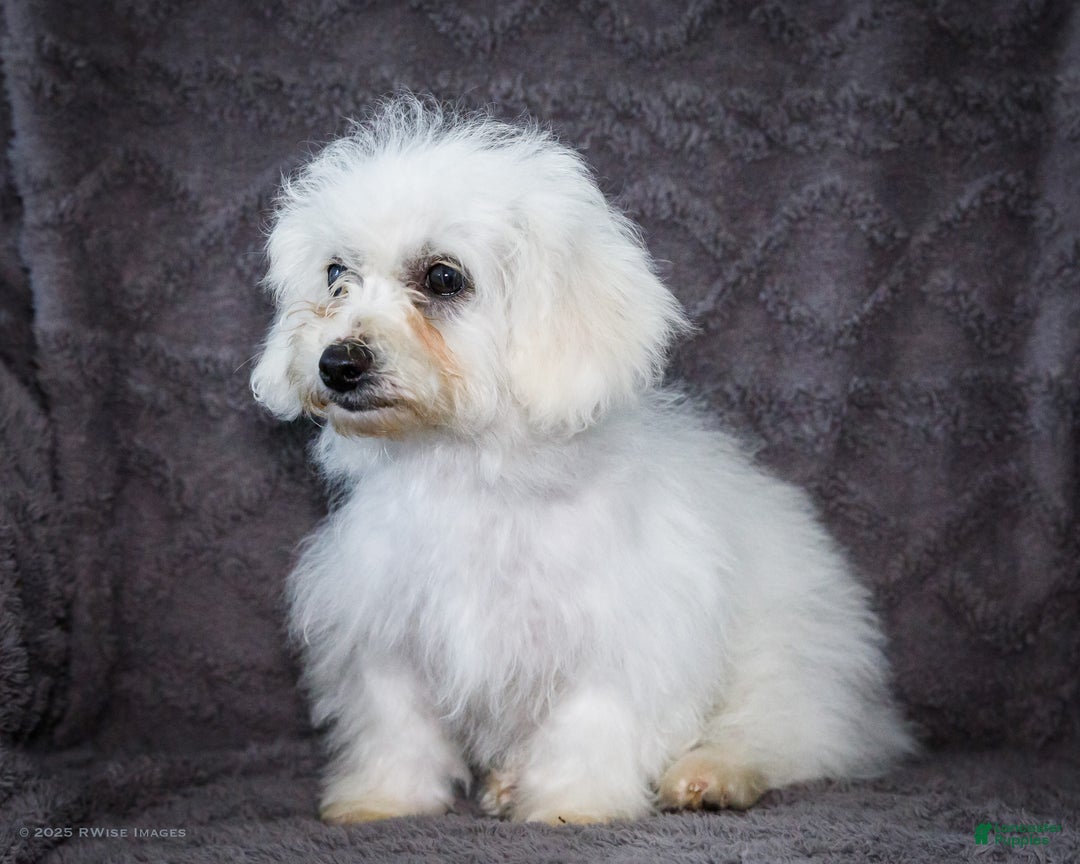 Bichon Frise dogs for sale: Jaynie - Ad 7