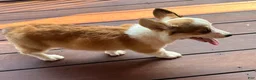 Welsh Corgi Pembroke dogs for sale: BENNY - Ad 9