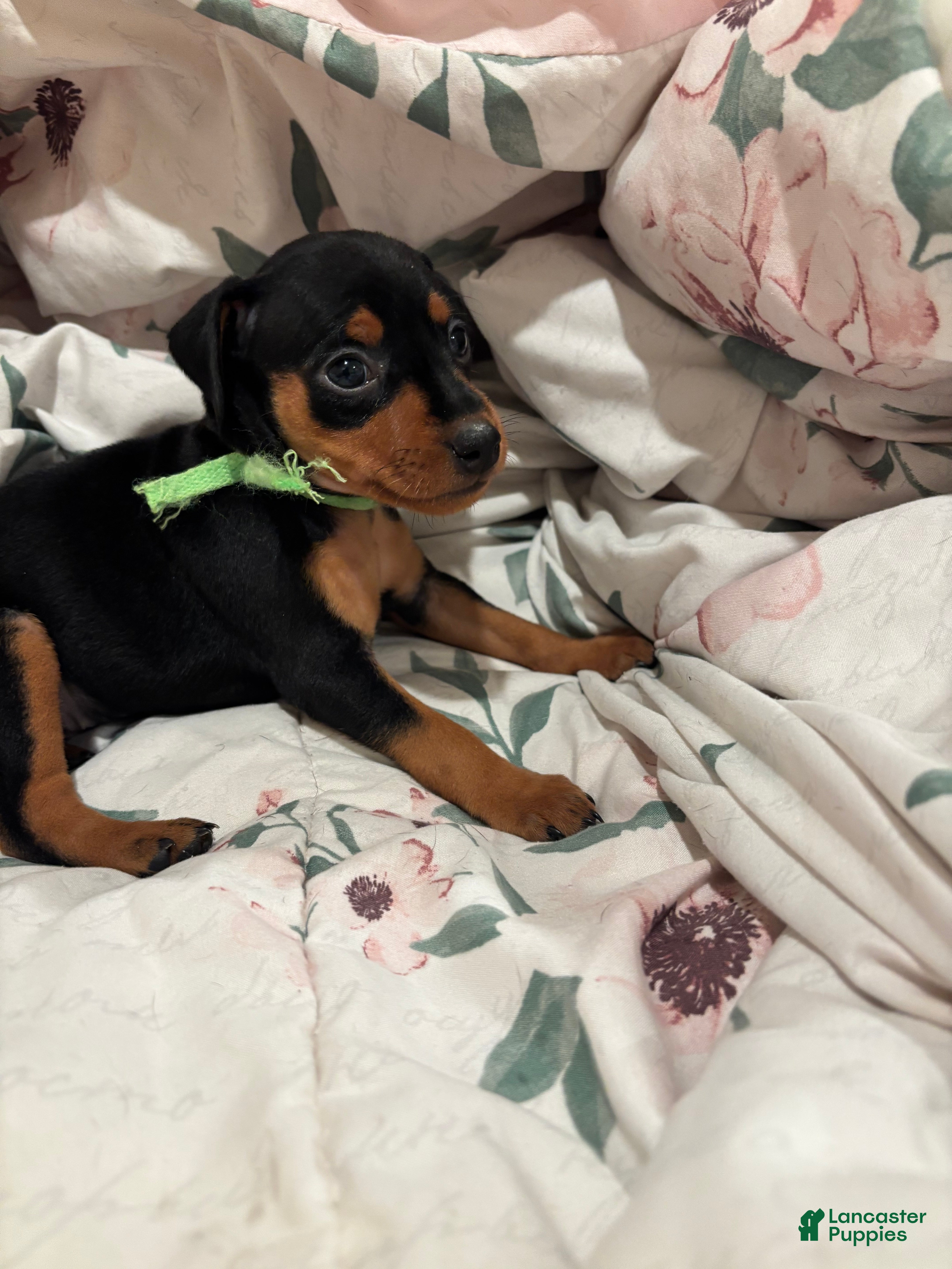 Miniature Pinscher dogs for sale: Tinka - Ad 41