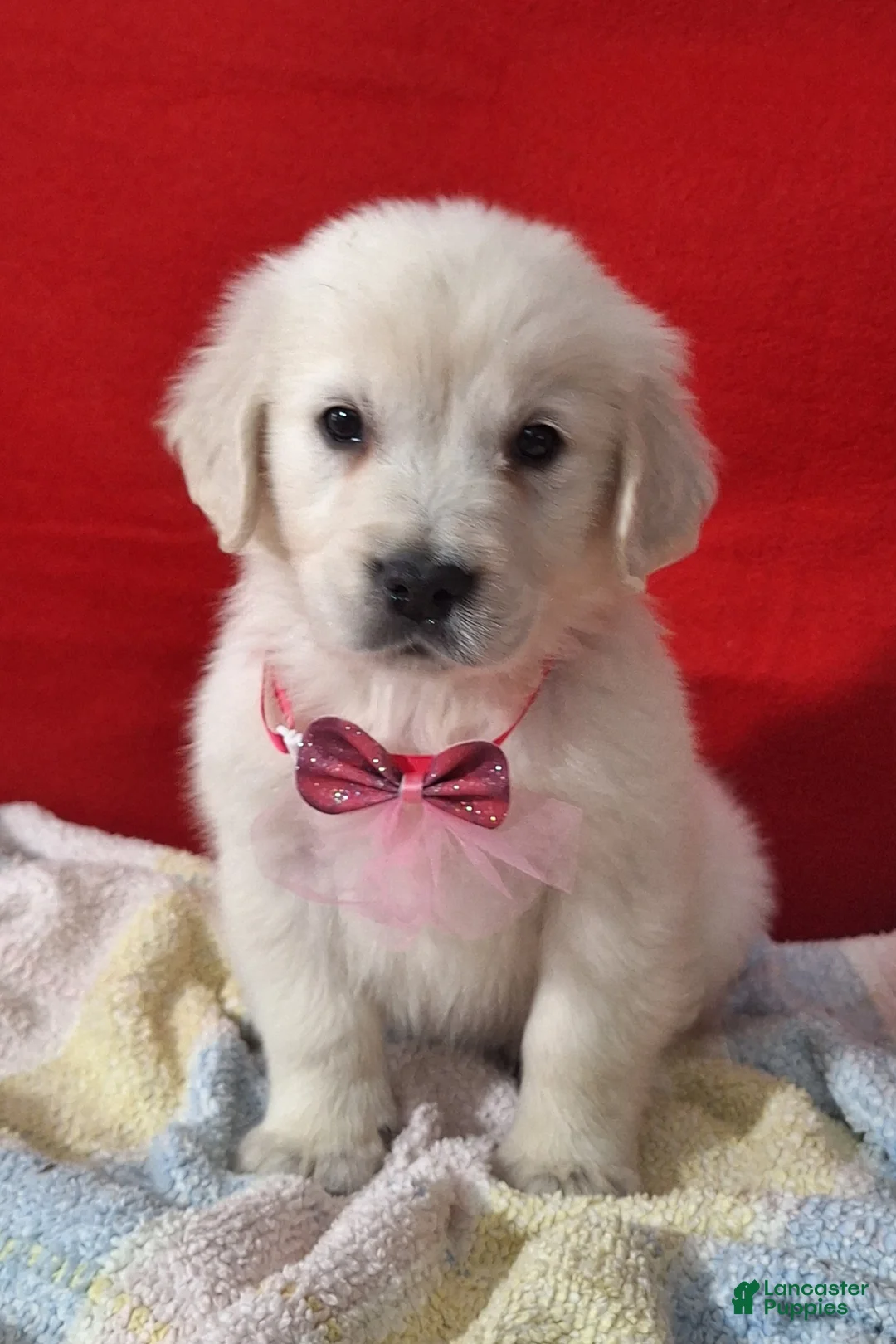 Golden Retriever dogs for sale: Brooklyn - Ad 2