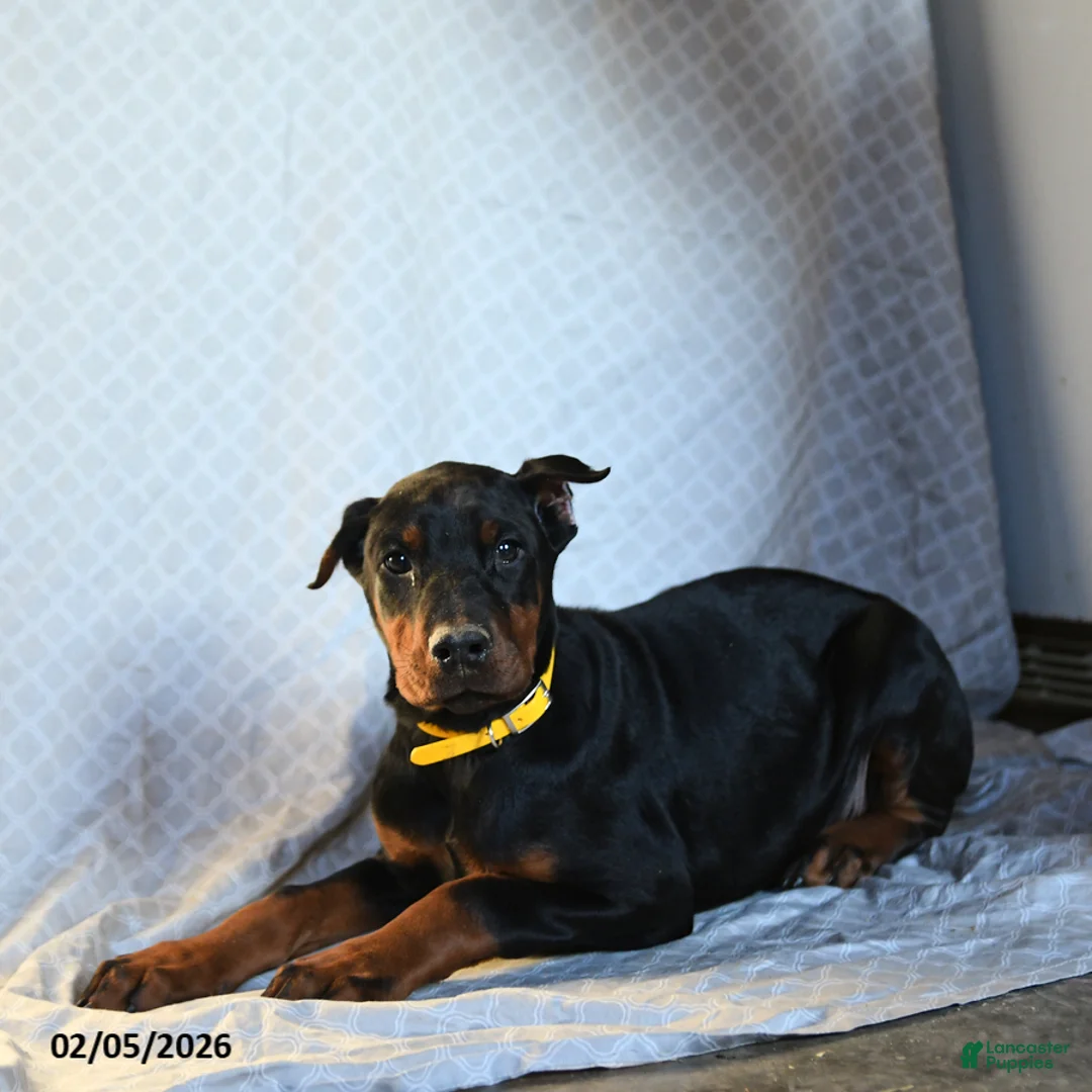 Doberman Pinscher dogs for sale: Reese - Ad 4