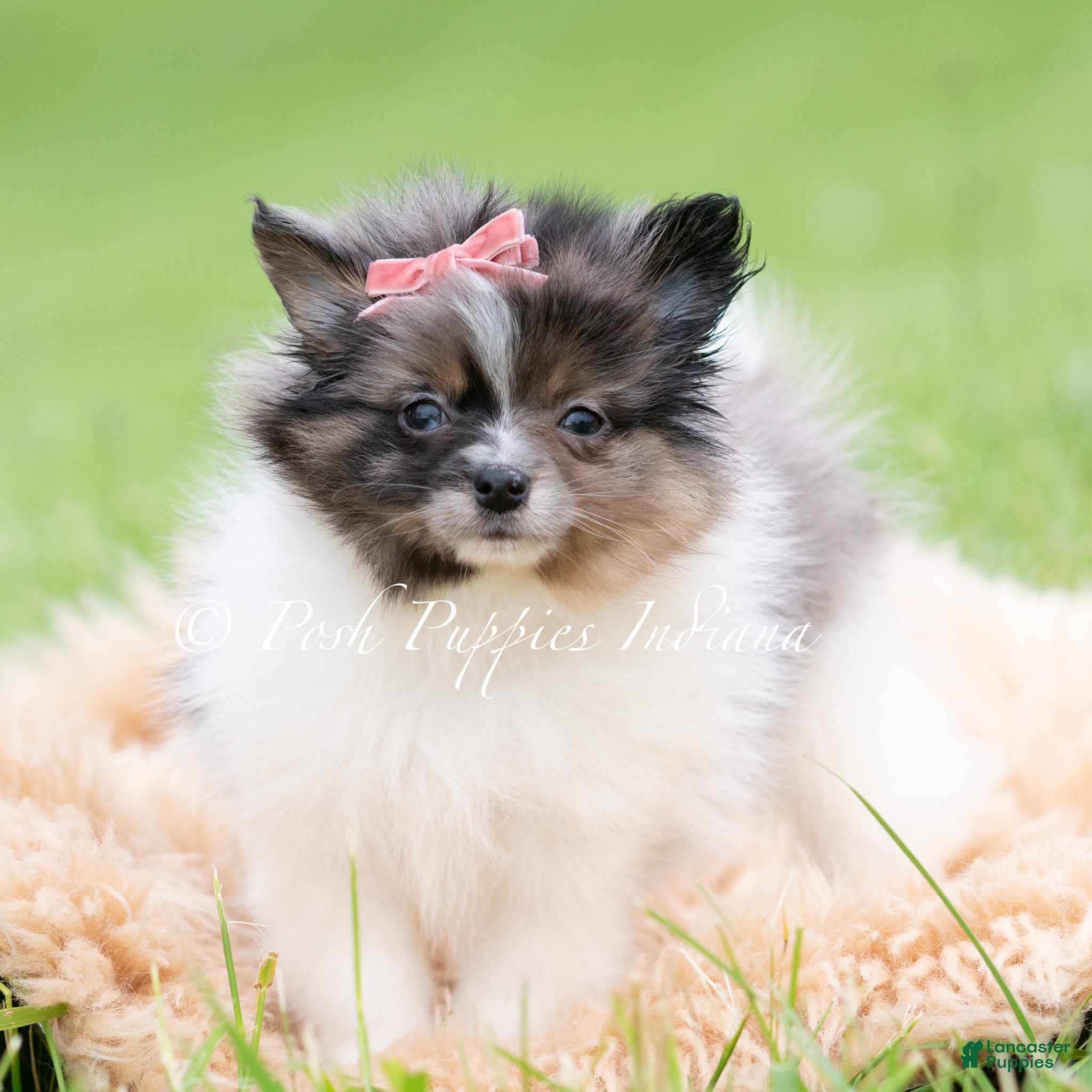 Pomeranian dogs for sale: Fuji AKC - Ad 1