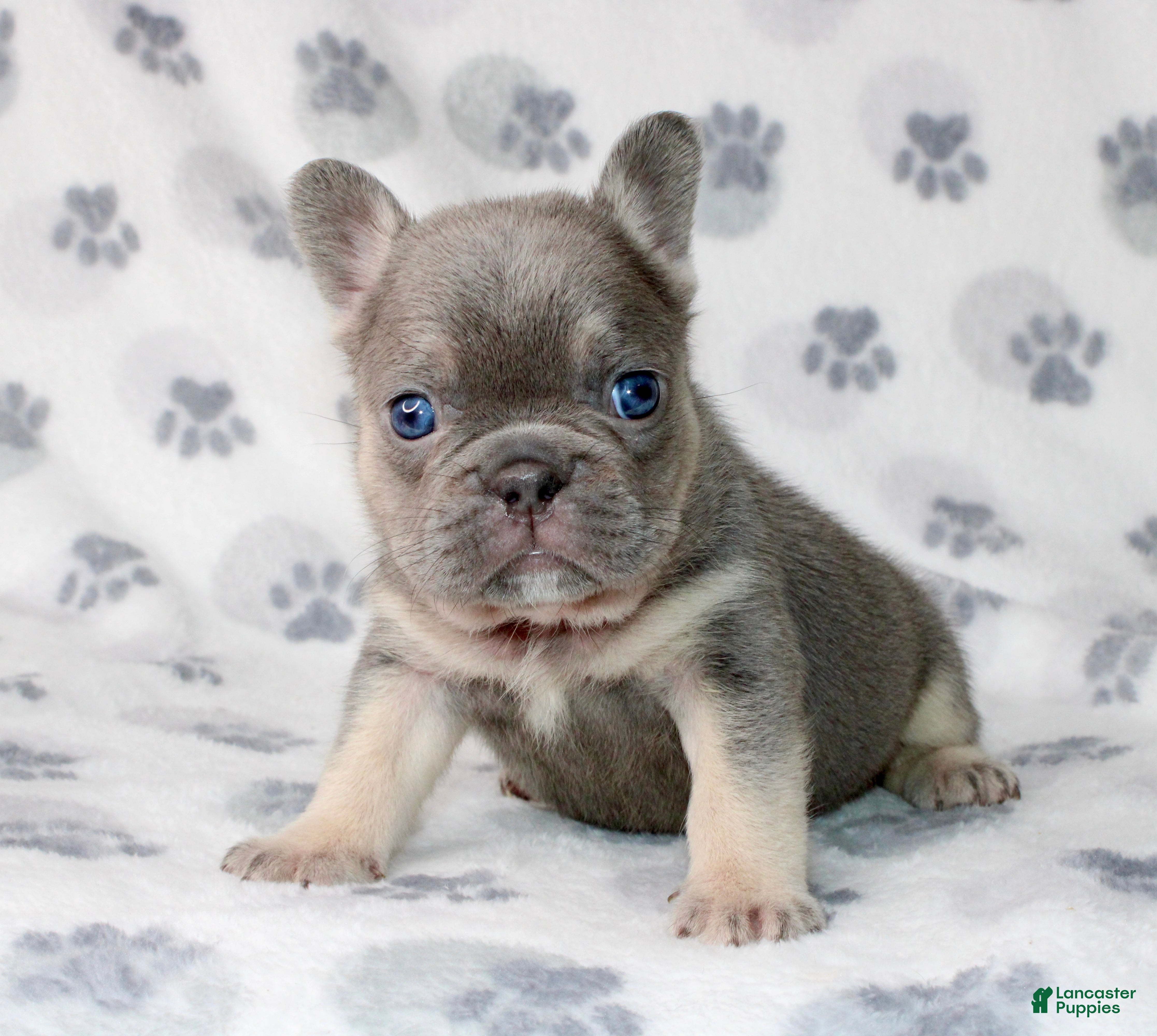 French Bulldog dogs Hulu - Ad 21