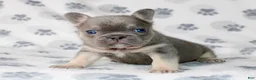 French Bulldog dogs for sale: Hulu - Ad 1