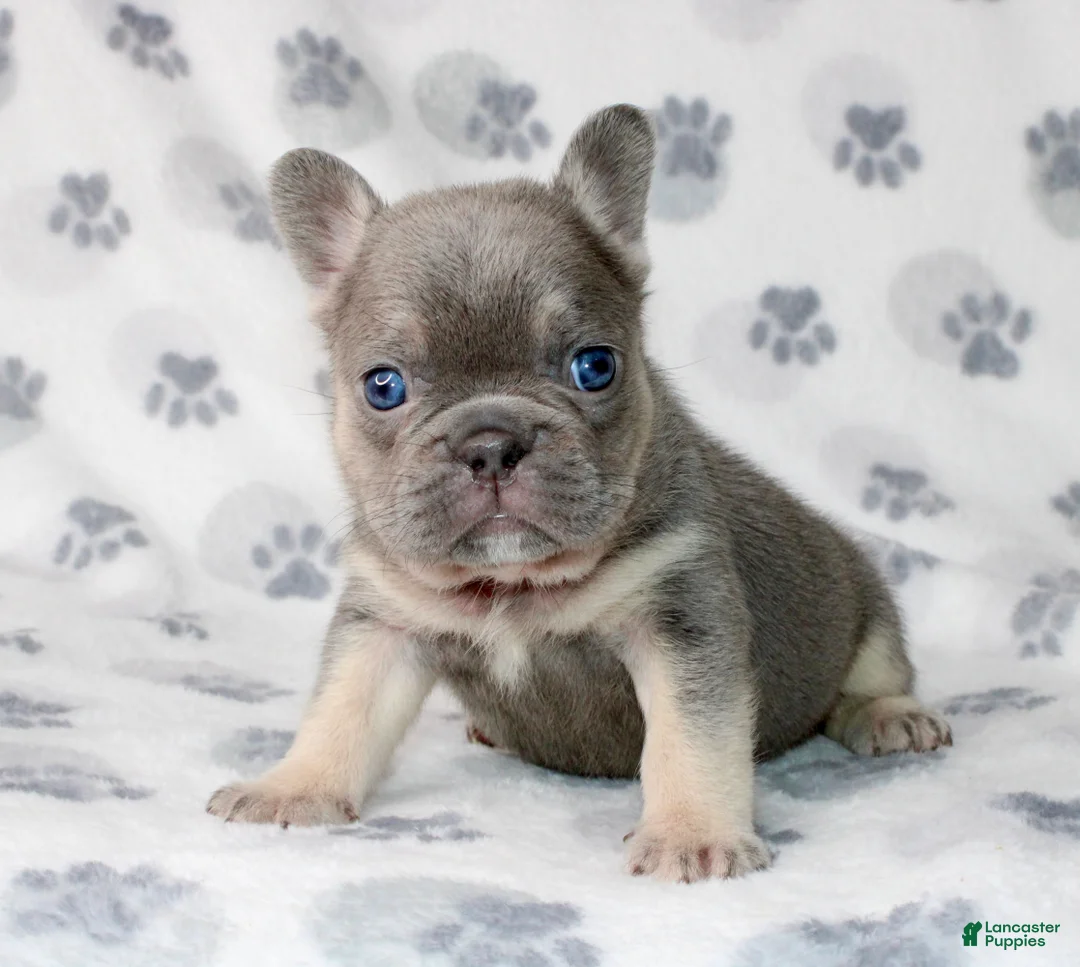 French Bulldog dogs for sale: Hulu - Ad 1