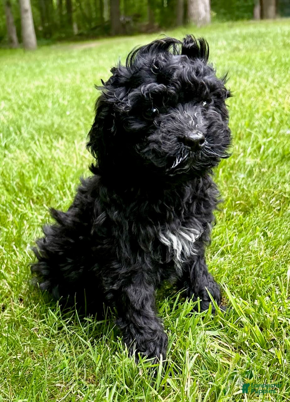 Yorkiepoo dogs Yorkiepoo Nina (Female) - Ad 1