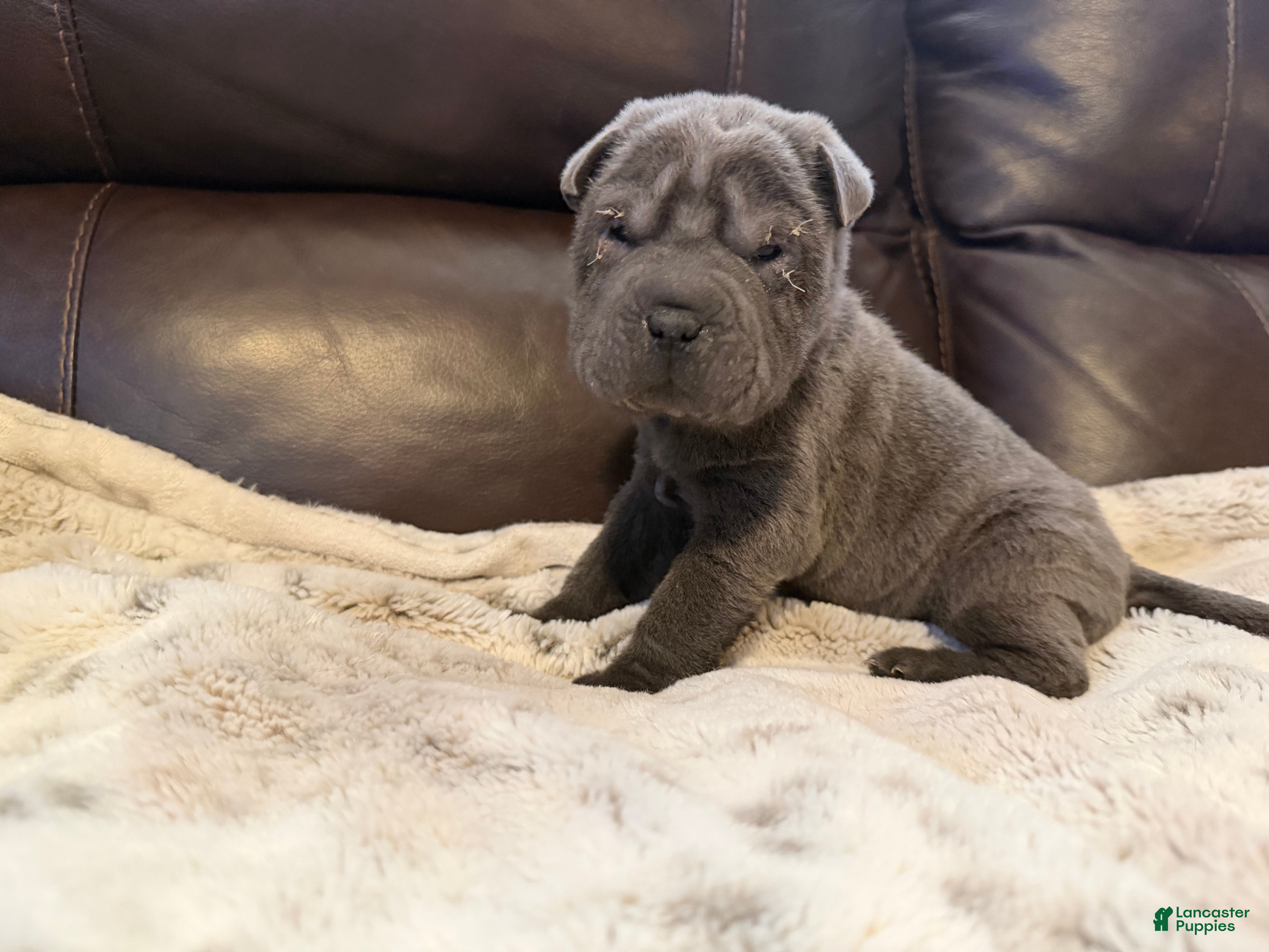 Shar Pei dogs Sylvia - Ad 6