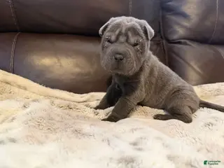 Shar Pei dogs Sylvia - Ad 6