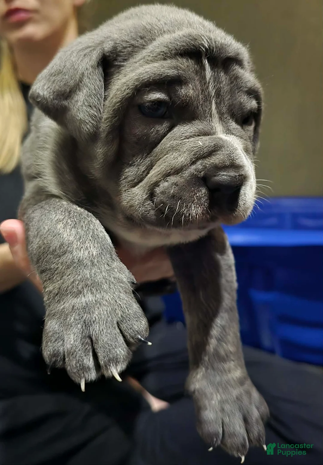 Cane Corso dogs for sale: Stella - Ad 1