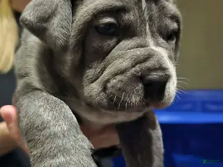 Cane Corso dogs Stella - Ad 6