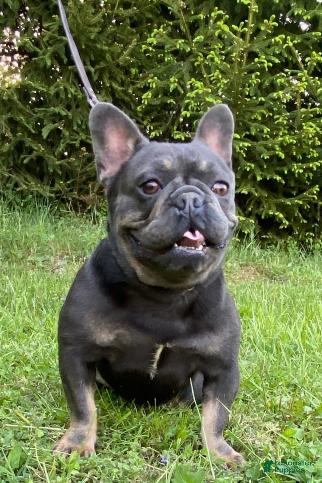 French Bulldog dogs for sale: Charlie  - Ad 7