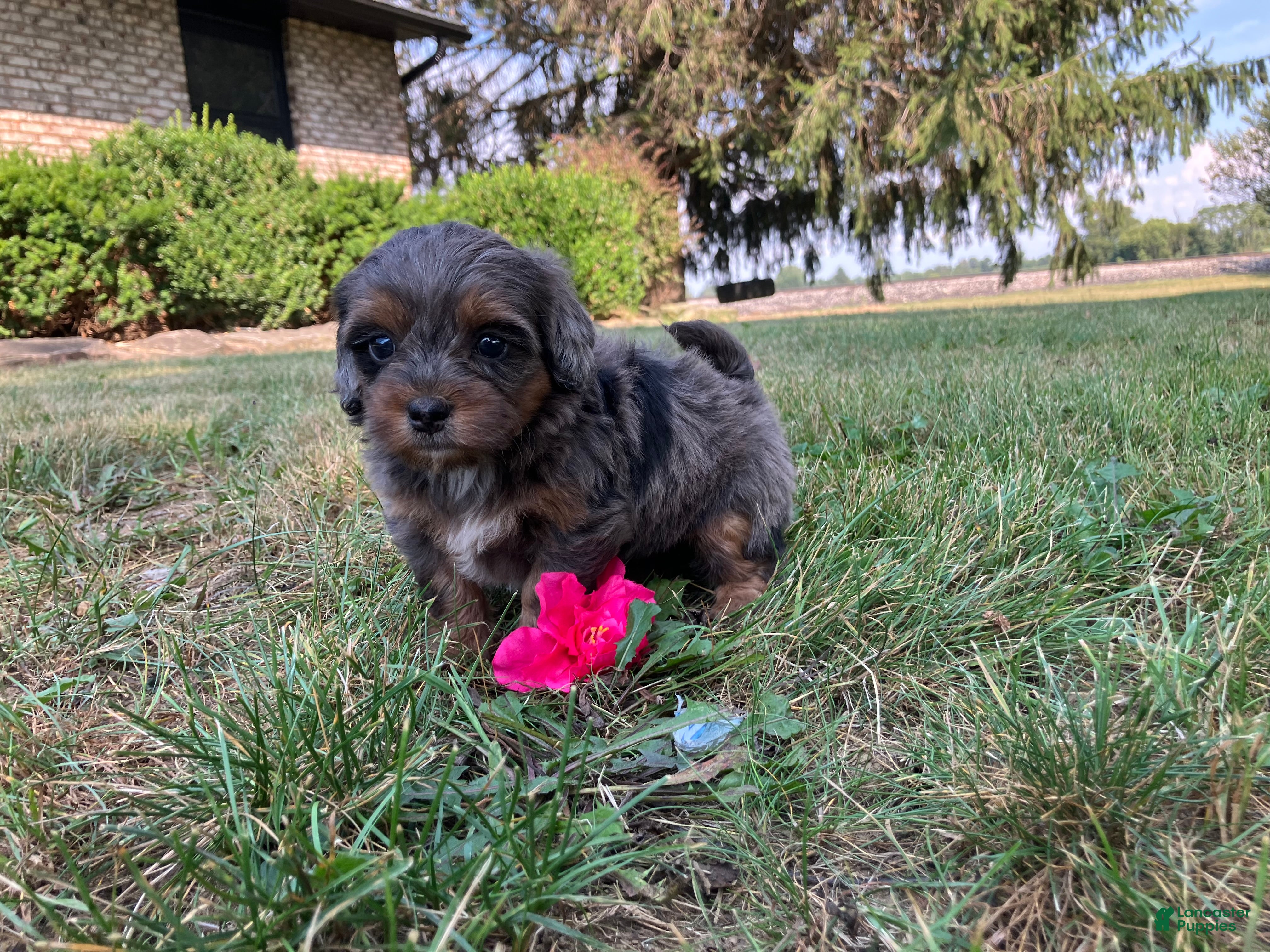 Shihpoo dogs for sale: McKenzie  - Ad 3