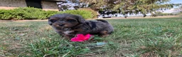 Shihpoo dogs for sale: McKenzie  - Ad 3