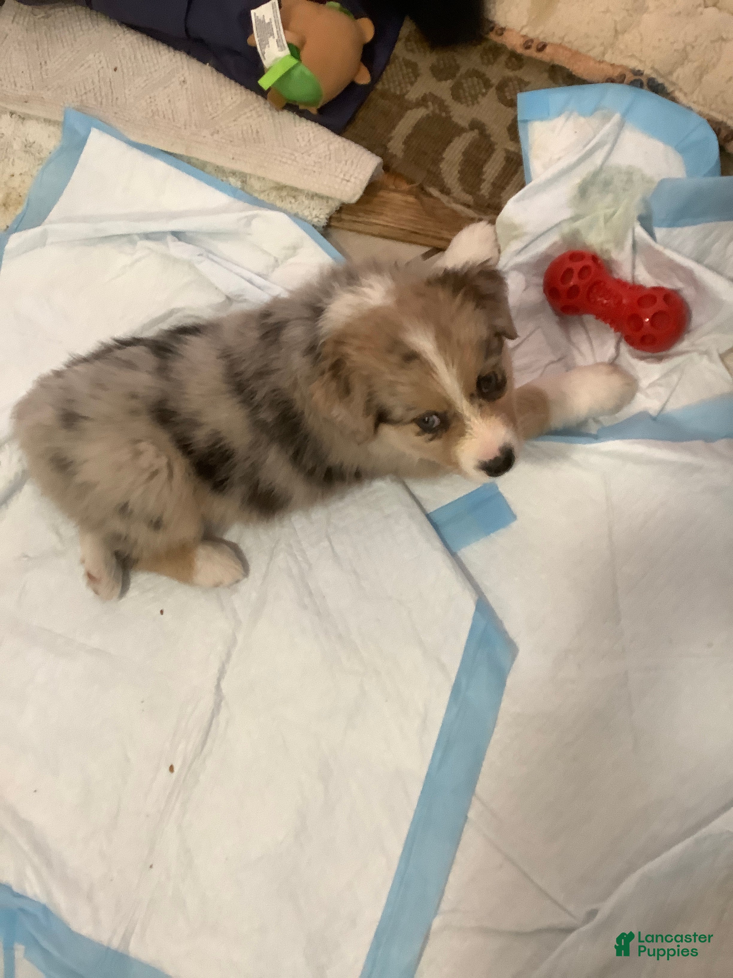 Australian Shepherd dogs Stanley - Ad 15