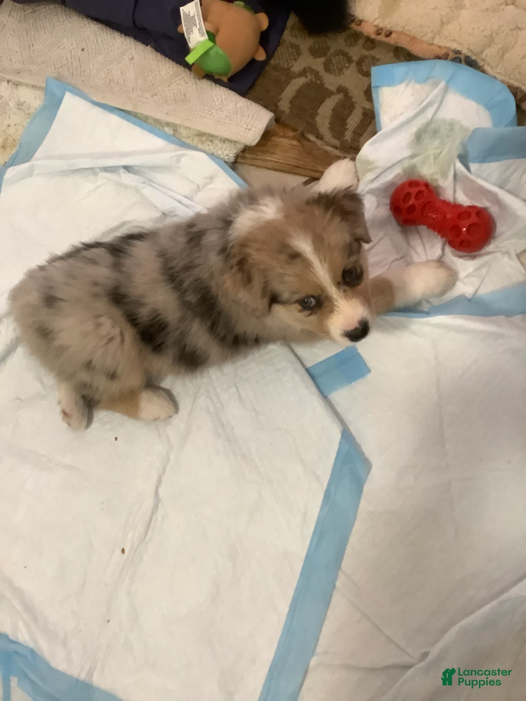 Australian Shepherd dogs for sale: Stanley - Ad 1