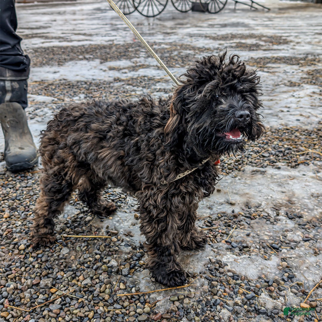 Cockapoo dogs for sale: Jake - Ad 3