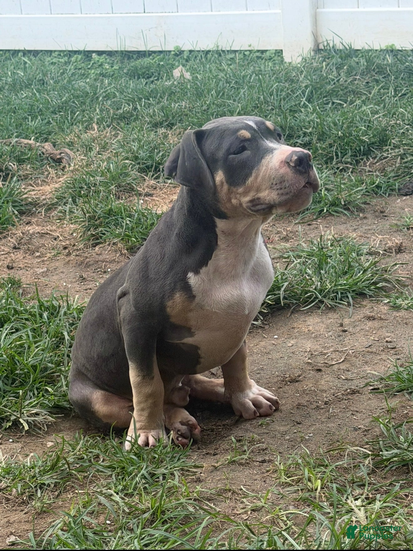 American Bully dogs Batman - Ad 2