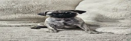 Pug dogs for sale: Laynie - Ad 4