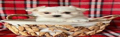 Benji