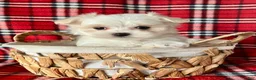 Maltese dogs for sale: Benji - Ad 1