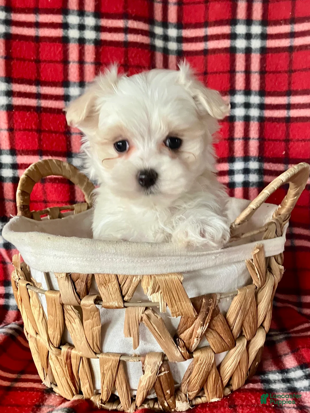 Maltese dogs for sale: Benji - Ad 1
