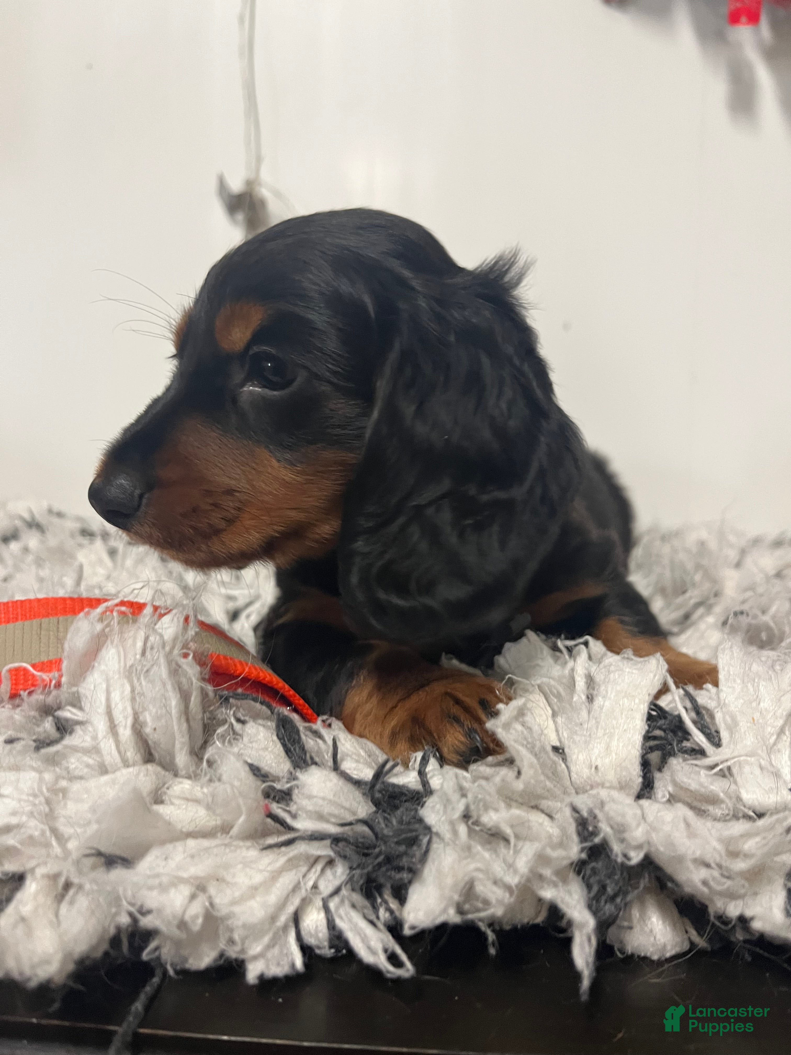 Miniature Dachshund dogs Rascal  - Ad 2