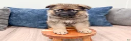 German Shepherd dogs for sale: Kory - Ad 2
