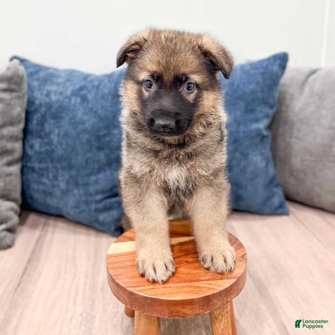 German Shepherd dogs for sale: Kory - Ad 2