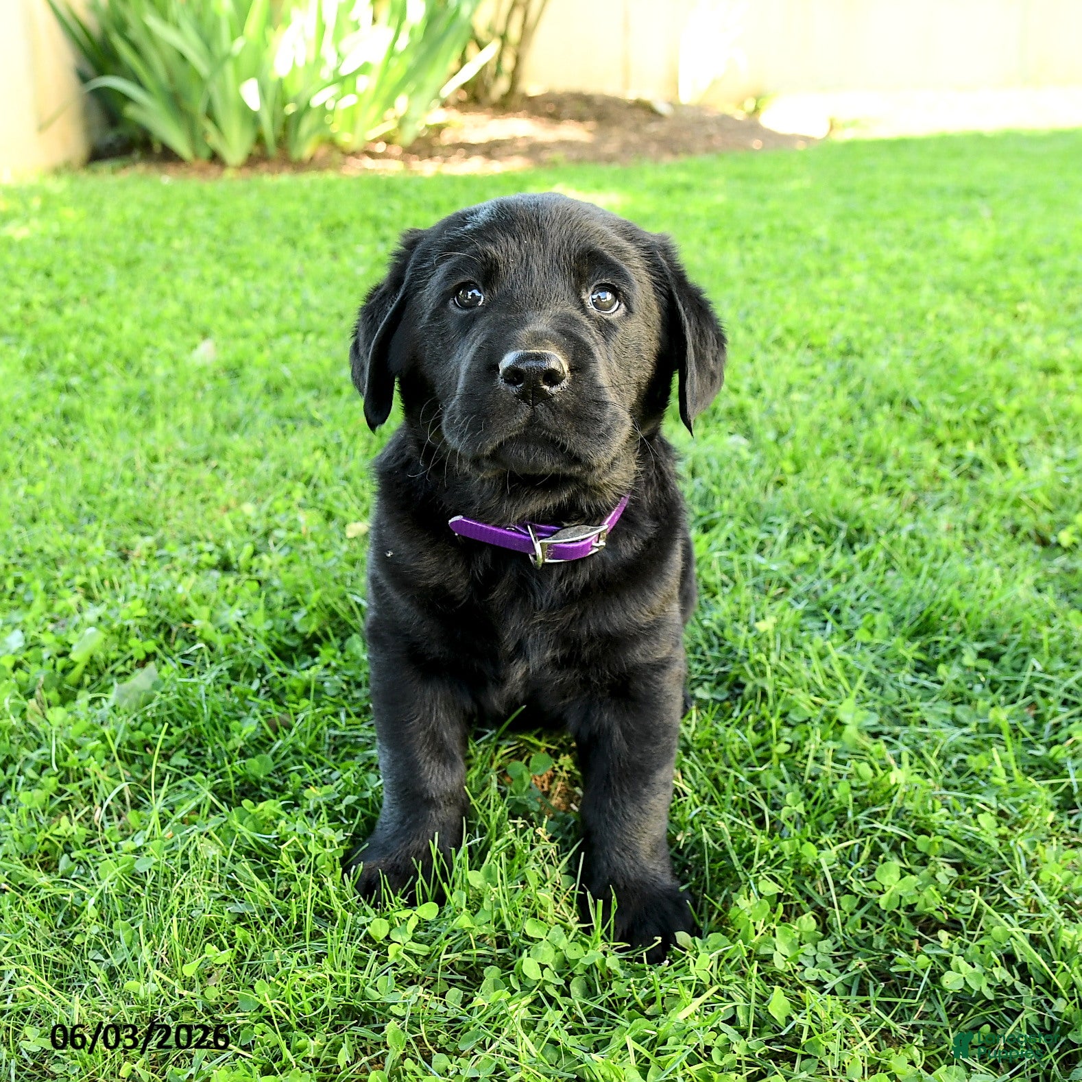 Labrador Retriever dogs for sale: Alexander - Ad 5