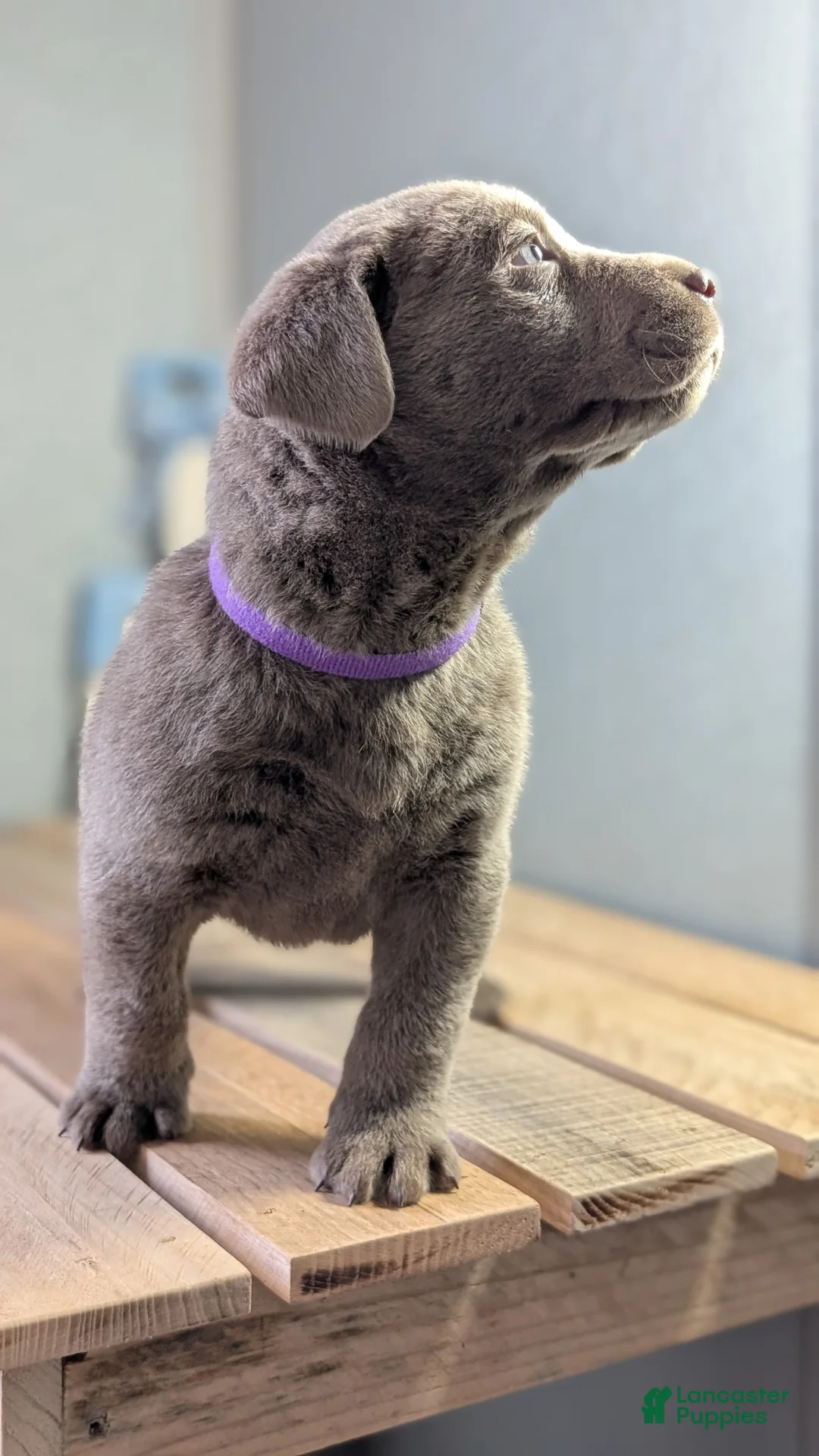 Labrador Retriever dogs for sale: Kooper - Ad 2