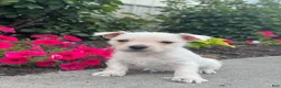 West Highland Terrier dogs for sale: Wendy - Ad 3