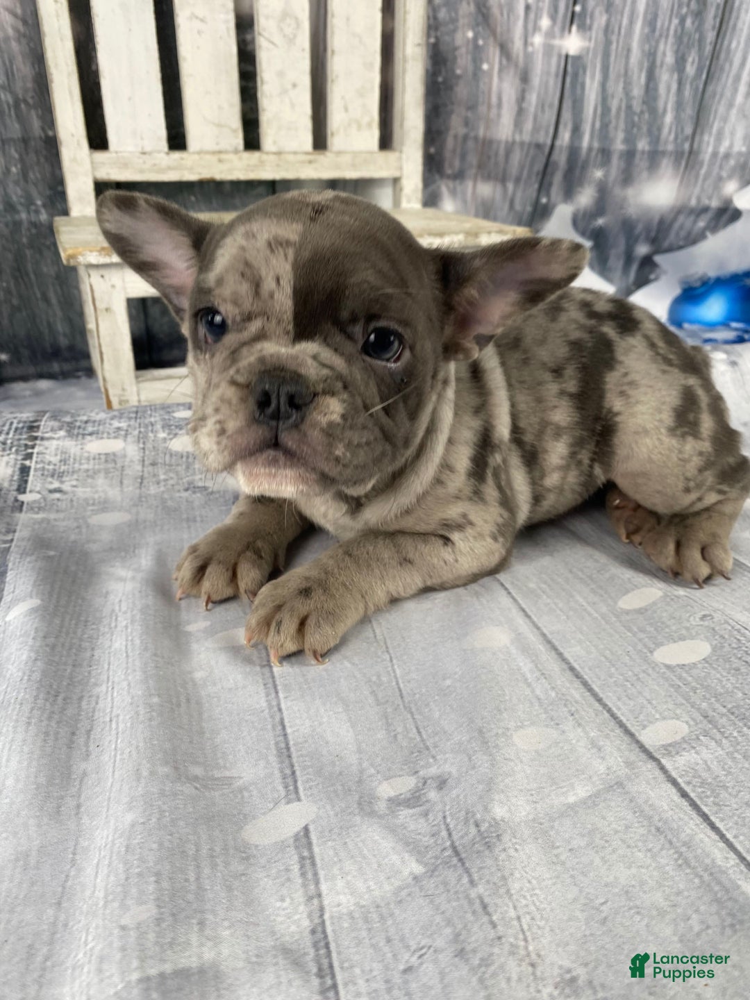 Mixed Breed dogs for sale: Betty - Ad 5