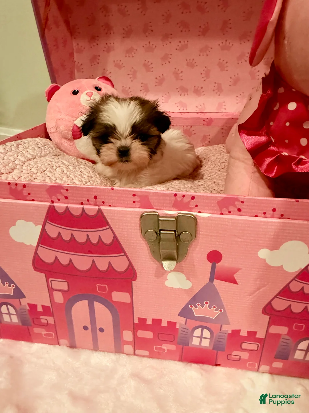 Shih Tzu dogs for sale: Shih Tzu Puppy 3 - Ad 1