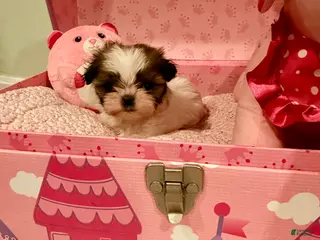Shih Tzu dogs Shih Tzu Puppy 3 - Ad 19