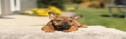 French Bulldog dogs for sale: Otto – Fawn Brindle - Ad 6
