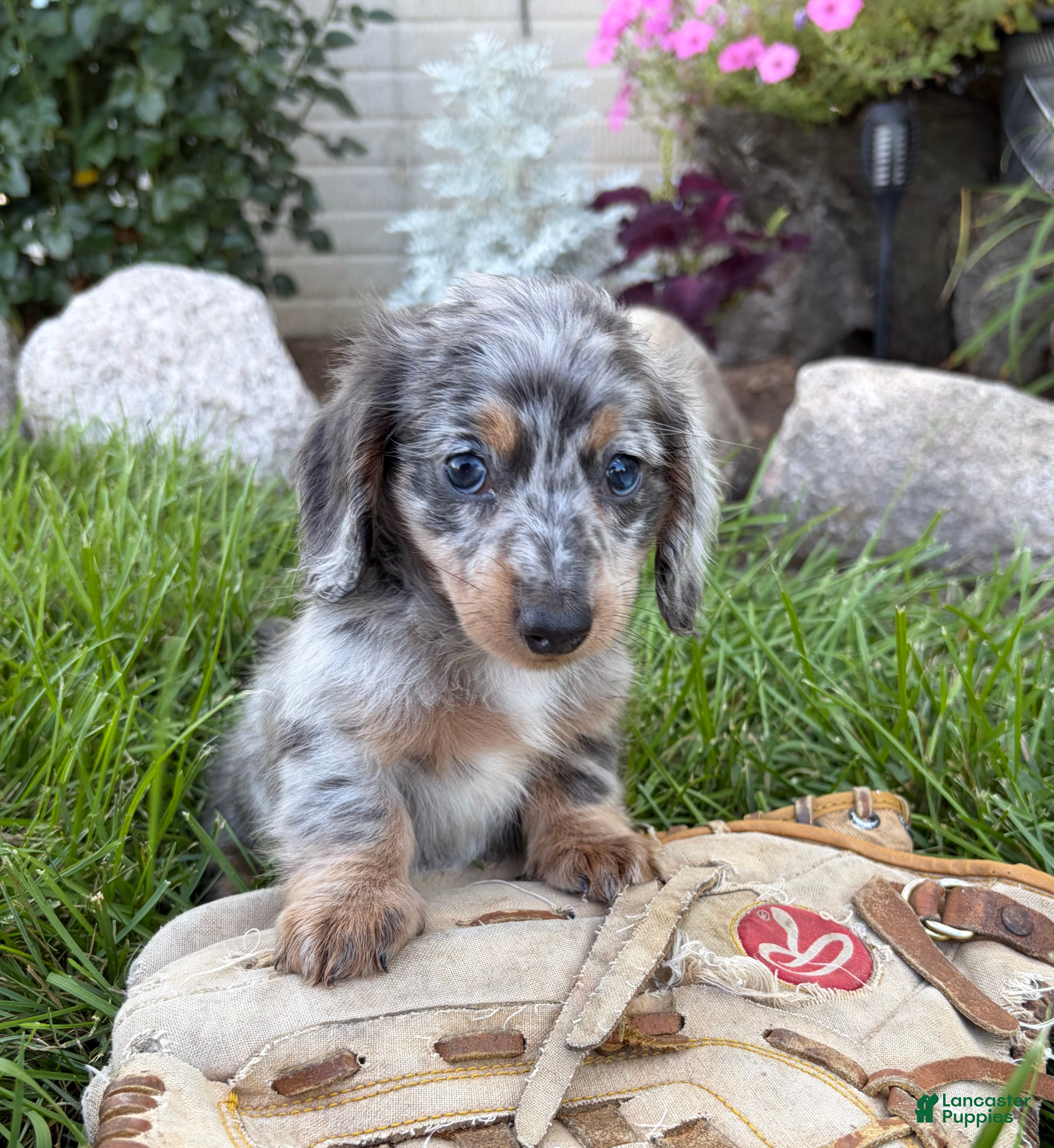 Miniature Dachshund dogs Sailor - Ad 2
