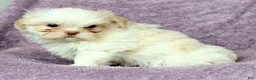 Shih Tzu dogs for sale: Hayes - Ad 7