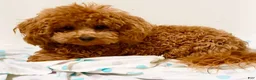 Maltipoo dogs for sale: Red Female  - Ad 6