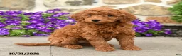 Mini Goldendoodle dogs for sale: Tilly  - Ad 2