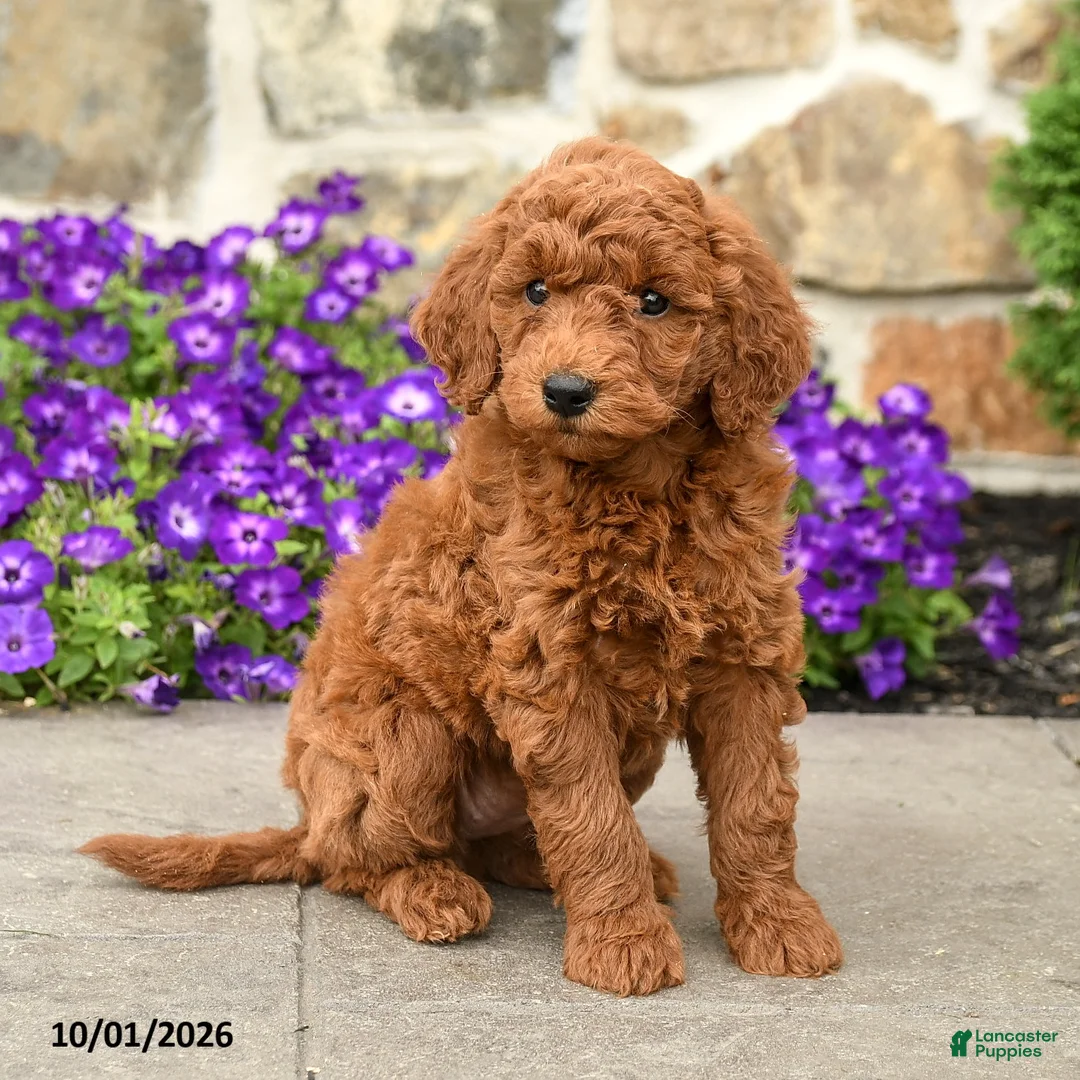 Mini Goldendoodle dogs for sale: Tilly  - Ad 2