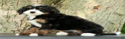 Mini Bernedoodle dogs for sale: Missy - Ad 5