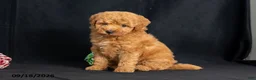 Mini Goldendoodle dogs for sale: Dorthy - Ad 6