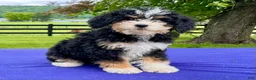 Bernedoodle dogs for sale: Natalie - Ad 3
