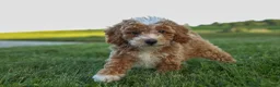 Miniature Poodle dogs for sale:  Ginger 🌸 - Ad 1