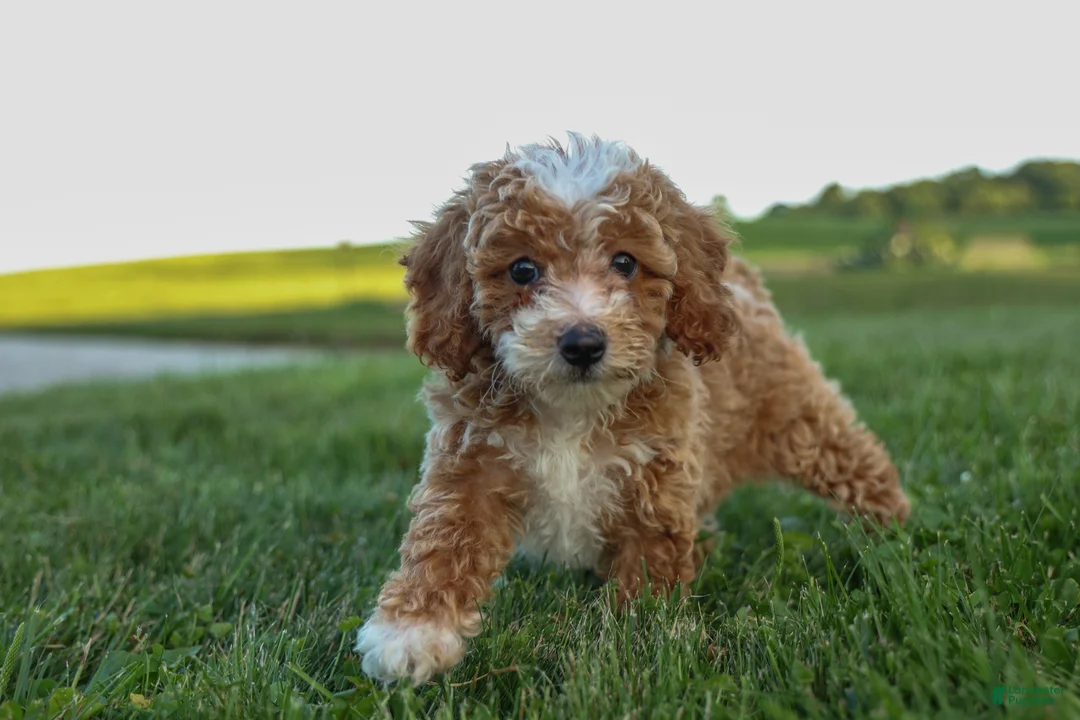 Miniature Poodle dogs for sale:  Ginger 🌸 - Ad 1