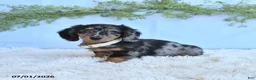 Miniature Dachshund dogs for sale: Rachel - Ad 1